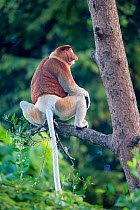 Proboscis monkey (Nasalis larvatus) Riverine forest, Kinabatangan River, Sukau, Sabah, Borneo.