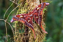 Hercules moth (Coscinocera hercules) recently emerged,  montane rainforest.  Ambua Lodge, Tari, Hela Province, Papua New Guinea. June