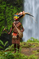 Chief Timon Tumbu Huli Wigman in traditional / ceremonial dress with plumes of Birds of Paradise, parrots and lorikeets. Tari Valley, Papua New Guinea.