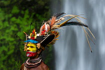 hief Timon Tumbu Huli Wigman in traditional / ceremonial dress with plumes of Birds of Paradise, parrots and lorikeets. Tari Valley, Papua New Guinea.