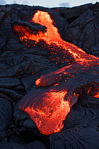 Pahoehoe lava from the 61G flow, emanating from Pu'u O'o on Kilauea Volcano, oozes from a breakout near the  Kamokuna ocean entry in Hawaii Volcanoes National Park, Kalapana, Puna, Hawaii, USA, July 2...