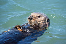 R F- California sea otter, (Enhydra lutris nereis) eating a mussel. Elkhorn Slough, Moss Landing, California, United States, Eastern Pacific. Threatened species. (This image may be licensed either as...