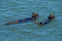RF - California sea otter or southern sea otter, (Enhydra lutris nereis) female and pup share meal of mussels the mother has collected. Elkhorn Slough, Moss Landing, California, United States, Eastern...