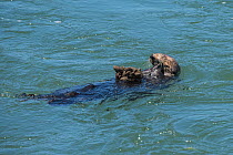California sea otter (Enhydra lutris nereis) eating mussels, with a large cluster of mussels balanced on its chest, Elkhorn Slough, Moss Landing, California, USA, June.