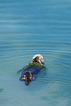 Male California sea otter (Enhydra lutris nereis) wrapped in green algae (Ulva), Elkhorn Slough, Moss Landing, California, USA, June.