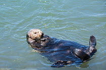 California sea otter (Enhydra lutris nereis), Elkhorn Slough, Moss Landing, California, USA, June.