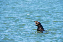 Juvenile California sea otter (Enhydra lutris nereis) calling, Elkhorn Slough, Moss Landing, California, USA, June.