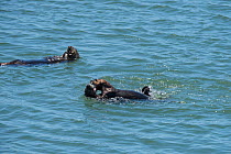 Male California sea otter (Enhydra lutris nereis) play fighting with a pup, with a female feeding in the background, Elkhorn Slough, Moss Landing, California, USA, June.