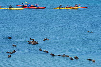 Group of kayakers passing a raft of resting California sea otters (Enhydra lutris nereis), Elkhorn Slough, Moss Landing, California, USA, June.