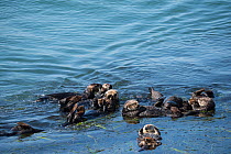 Group of California sea otters (Enhydra lutris nereis) resting in a raft at the edge of a bed of Eel grass (Zostera) Morro Bay, California, USA, June.