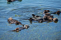 Group of California sea otters (Enhydra lutris nereis) resting in a raft at the edge of a bed of Eel grass (Zostera) Morro Bay, California, USA, June.
