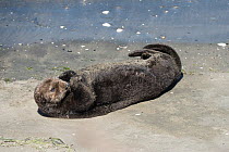 California sea otter (Enhydra lutris nereis) basking on the beach, Elkhorn Slough, Moss Landing, California, USA, June.