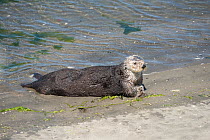 California sea otter (Enhydra lutris nereis) basking on a beach, Elkhorn Slough, Moss Landing, California, USA, June.
