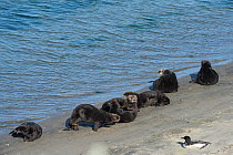California sea otters (Enhydra lutris nereis) basking on a beach, with a Great northern diver (Gavia immer) nearby, Elkhorn Slough, Moss Landing, California, USA, June.