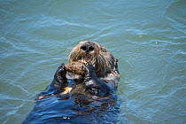 California sea otter (Enhydra lutris nereis) eating a mussel, with another balanced on its chest, Elkhorn Slough, Moss Landing, California, USA, June.