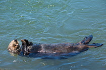 California sea otter (Enhydra lutris nereis) eating a mussel, Elkhorn Slough, Moss Landing, California, USA, June.