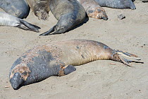 Northern elephant seal (Mirounga angustirostris) fur peels off a seal as it undergoes its annual moult, termed a catastrophic moult, because a layer of skin comes off with the fur and intense hormonal...