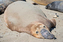 Northern elephant seal (Mirounga angustirostris) fur peels off a seal as it undergoes its annual moult, termed a catastrophic moult, because a layer of skin comes off with the fur and intense hormonal...