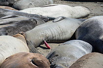Northern elephant seals (Mirounga angustirostris) bask on the beach during their annual moult - one sleeping seal has his penis extended, Piedras Blancas, California, USA, June