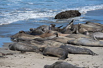Northern elephant seals (Mirounga angustirostris) subadult males basking on beach during annual moult, with several showing multiple scars from bites of Cookie cutter sharks and from fights with other...