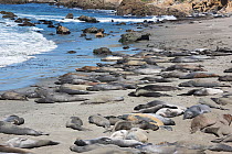 Northern elephant seals (Mirounga angustirostris) mostly young males crowd the beach as they undergo their annual moult, Piedras Blancas, California, USA June