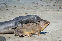 Northern elephant seals (Mirounga angustirostris) a large aggressive subadult male (dark) exerts its dominance by climbing onto and biting a younger, smaller individual, Piedras Blancas, California, U...
