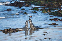 Northern elephant seals (Mirounga angustirostris) young males sparring in the shallows, practising for battles for mating rights when they are older, Piedras Blancas, California, USA June