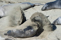 Northern elephant seal (Mirounga angustirostris) flips sand over its body to protect it from the sun while basking on the beach during its annual moult, Piedras Blancas, California, USA June