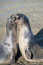 Northern elephant seals (Mirounga angustirostris) young males sparring, practising for battles for mating rights when they are older, Piedras Blancas, California, USA June