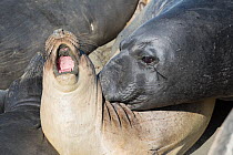 Northern elephant seals (Mirounga angustirostris) large aggressive subadult male exerts its dominance by biting a younger, smaller individual, which howls in protest, while seals are hauled out on the...
