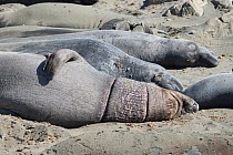 Northern elephant seal (Mirounga angustirostris) male on the beach for its annual moult, displays ring scars from encircling debris, possibly caused by monofilament fishing net or by packing straps fr...