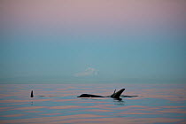 Killer whales / Orca (Orcinus orca) transients surfacing in front of a snow-capped Mt. Baker at dusk, Strait of George, east of Vancouver Island, British Columbia, Canada, and north of San Juan Island...