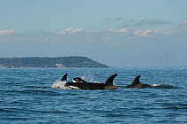 Killer whales / Orca (Orcinus orca) transients surfacing at dusk, between the San Juan Islands, Washington, United States and the Gulf Islands off the east coast of Vancouver Island, British Columbia,...