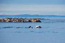 Killer whales / Orca (Orcinus orca) residents swim past a mixed colony of Steller sea lions (Eumetopias jubatus) and California sea lions (Zalophus californianus) by Race Rock, off southern Vancouver...