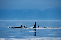 RF- Killer whales / orca (Orcinus orca) southern resident family pod surfacing in evening. Southern Vancouver Island, British Columbia, Strait of Juan de Fuca, Canada. September. (This image may be li...