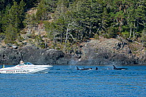 Whale researcher Ken Balcomb photographs southern resident Killer whales / Orca (Orcinus orca) from a superpod passing by his research boat, off southern Vancouver Island, British Columbia, Strait of...
