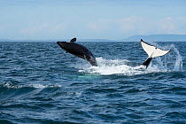 RF-  Killer whale / orca (Orcinus orca) southern resident juvenile breaches whilst adult tail slaps surface. Southern Vancouver Island, Strait of Juan de Fuca, British Columbia, Canada, September. (Th...