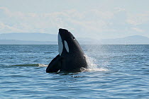 Killer whale / orca (Orcinus orca) transient spyhopping, San Juan Islands, Washington, USA, September