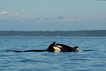 Killer whale / orca (Orcinus orca) porpoising out of the water, Salish Sea, between San Juan Islands, Washington State, USA, and the Gulf Islands on the east side of Vancouver Island, British Columbia...