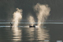 RF -  Killer whales / orca (Orcinus orca) transient blowing at surface, Haro Strait, between the San Juan Islands of Washington State, USA, and Gulf Islands on East side of Vancouver Island, British C...