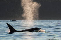 Killer whale / orca (Orcinus orca) transient male blowing at surface, Strait of George, between Washington State, USA, and the Gulf Islands on the east side of Vancouver Island, British Columbia, Cana...