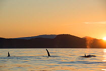 Killer whales / orcas (Orcinus orca) transients surfacing at sunset, Gulf Islands, Strait of George, east of Vancouver Island, British Columbia, Canada, September