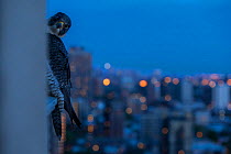 Peregrine falcon (Falco peregrinus)  peering from behind balcony at twilight, Chicago, USA, May 2015. Highly commended in the GDT Awards Competition 2016.