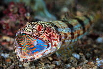 Reef lizardfish (Synodus variegatus) eating a Bennett's sharpnose puffer (Canthigaster bennetti) Lembeh Strait, North Sulawesi, Indonesia