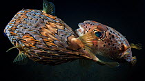 Long-spine porcupinefish (Diodon holocanthus) male pursuing a female fish to mate, Lembeh Strait, North Sulawesi, Indonesia