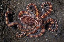 Mimic octopus (Thaumoctopus mimicus) travelling across the dark sand muck in Lembeh Strait, North Sulawesi, Indonesia
