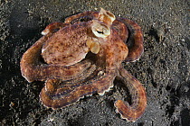 Mimic octopus (Thaumoctopus mimicus) sitting on dark sand muck in Lembeh Strait, North Sulawesi, Indonesia