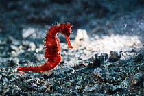Thorny seahorse (Hippocampus histrix) making its way across the muck and rubble substrate of Lembeh Strait in North Sulawesi, Indonesia.