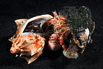 Anemone hermit crab (Dardanus pedunculatus) capturing and eating a mollusc, Lembeh Strait, North Sulawesi, Indonesia.