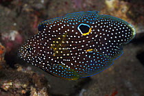 Comet (Calloplesiops altivelis) an elegant, cryptic fish that possesses a false eye on its dorsal fin, probably to mislead predators, Lembeh Strait, North Sulawesi, Indonesia